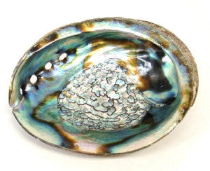 Abalone Shell 5-6"L