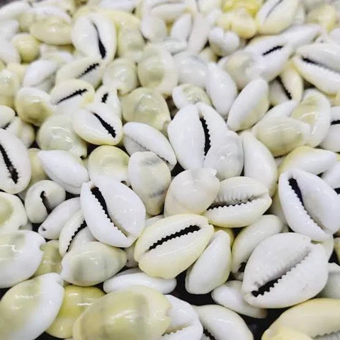 Cowrie Shells